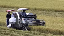 Mekong Delta summer- autumn rice output to go up slightly: authorities