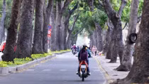 Ho Chi Minh City authorities powerless to protect green trees