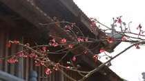 Enjoying beautiful peach blossoms in “Town of Clouds”