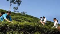 Vietnam exports 14,200 tonnes of tea to Taiwan in nine months