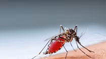 Dengue and Zika are at risk of re-emerging