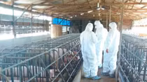 African swine fever outbreak detected in Lam Dong