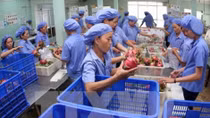 Vietnamese dragon fruit on Australian shelves
