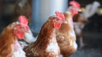 Hanoi sets tight control to prevent A/H7N9 outbreaks
