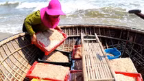 Quang Nam fishermen enjoy bumper shrimp season