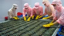 Higher US duties on Vietnam shrimp