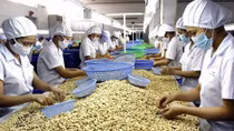 Vietnam’s two-month cashew exports to US up