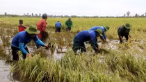 Early floods threaten Mekong rice fields