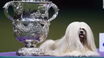 Vinh Long to hold first beauty pageant for puppies in Vietnam 