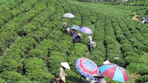 Ministry strives to speed up One Commune-One Product programme