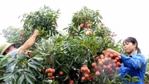 Hanoi centre allowed to irradiate fruits for export to Australia