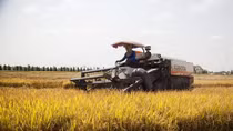 Rosy signs show bright prospect for rice export