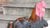 Bac Ninh: Ho chickens get collective brand name