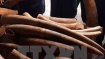 Man imprisoned for illegally transporting ivory