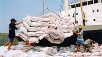 Vietnam’s rice exports drop in Q1