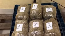 Marijuana trafficking ring from US to Vietnam uncovered