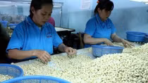 Forecast rise in world cashew nut prices brings hope to domestic processors