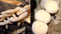 New shiitake species discovered in Central Highlands