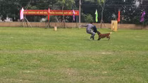 Final round of the 4th Professional Dog Competition opens
