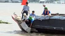Dong Thap releases million fish into the wild as stocks decline