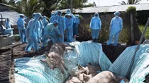 Vietnam, US jointly study vaccine against African swine fever