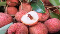 Fresh litchi to be served on Vietnam Airlines’ flights