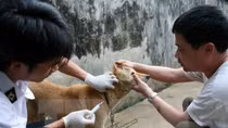 Vietnam moves to eliminate rabies