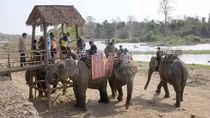 Elephants shouldn’t slave for tourists in Vietnam: experts