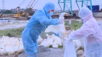 Bird flu outbreak recorded in northern Vietnam