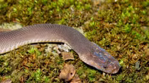 87 new wild species discovered in Vietnam