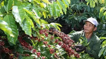 Building brand name for Vietnam’s coffee