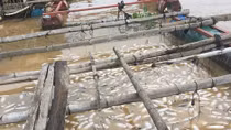Pollution behind mass fish deaths incident in Dong Nai
