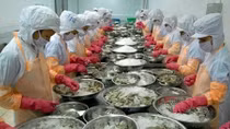 Shrimp businesses invest in long-term development