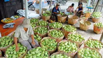 Mango producer struggles to meet Australian standards