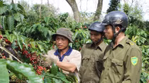 Local police helps protect coffee crops