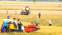 Seminar discusses ways to improve rice competitiveness