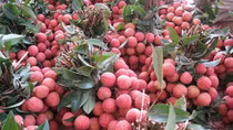 200 tons of lychees exported to Thailand