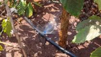Central Highlands ensures sufficient water for coffee trees
