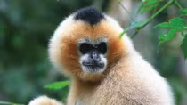 Meet Vietnam's endangered primates