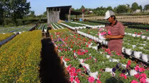 Flower villages rush into Lunar New Year