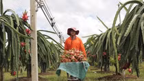 Binh Thuan: Over 30 percent of dragonfruit land under VietGap