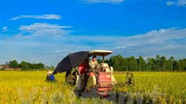 Ministry builds mechanism for land agglomeration, large-scale farming