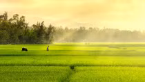 In Africa, Vietnam's rice exporters see a rising market