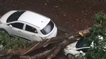 Uprooted tree falls on car during Hanoi storm