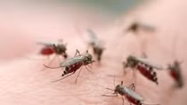 Dengue fever outbreaks with many abnormal developments