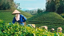 Tea export price enjoys drastic rise in Chinese market