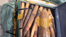 309 kilos of suspected ivory seized in Hanoi