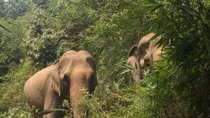 Animals Asia funds elephant conservation project in Dak Lak