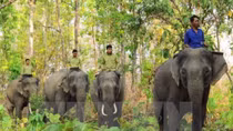 Elephant sanctuary established in Quang Nam