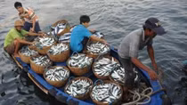 Cooperation in East Sea fisheries management, environmental protection